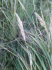 Calamagrostis epigejos