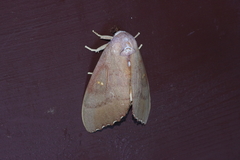Euhampsonia cristata