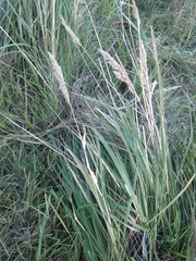 Calamagrostis epigejos