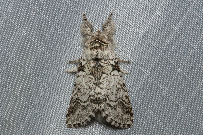 Pararethona argentescens