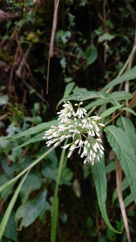 Image of Eupatorium chinense by (c) 沈玟伶(Wen-Ling Shen), some rights reserved (CC BY)