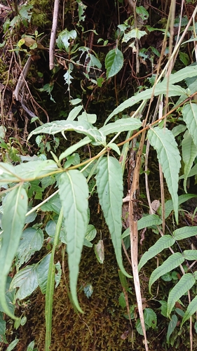 Image of Eupatorium chinense by (c) 沈玟伶(Wen-Ling Shen), some rights reserved (CC BY)