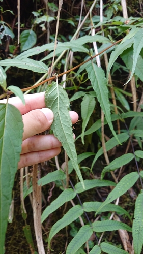 Image of Eupatorium Chinense (Eupatorium chinense) by (c) 沈玟伶(Wen-Ling Shen), some rights reserved (CC BY)