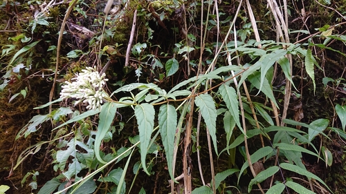 Image of Eupatorium chinense by (c) 沈玟伶(Wen-Ling Shen), some rights reserved (CC BY)