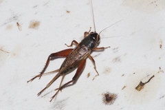 Teleogryllus occipitalis