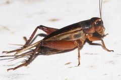 Teleogryllus occipitalis