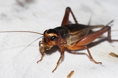 Teleogryllus occipitalis