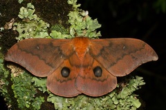 Pseudobunaea epithyrena