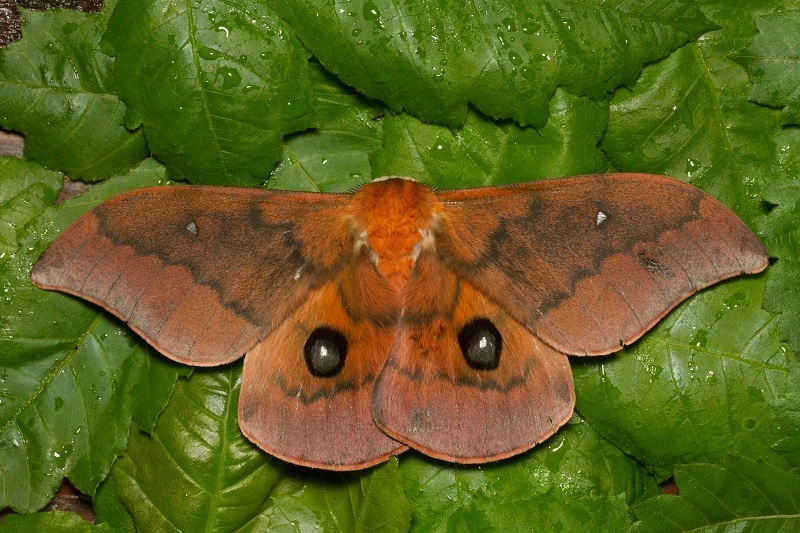 Pseudobunaea epithyrena