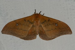 Pseudobunaea epithyrena