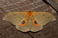 Pseudobunaea epithyrena