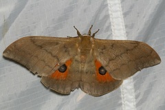 Pseudobunaea epithyrena