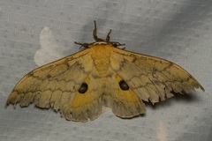 Pseudobunaea epithyrena