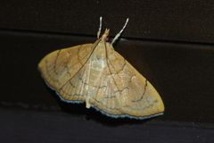 Hyalobathra illectalis