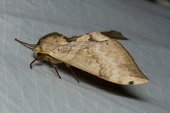 Pseudoclanis postica