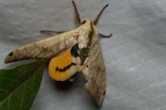 Pseudoclanis postica