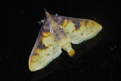 Pachynoa sabelialis