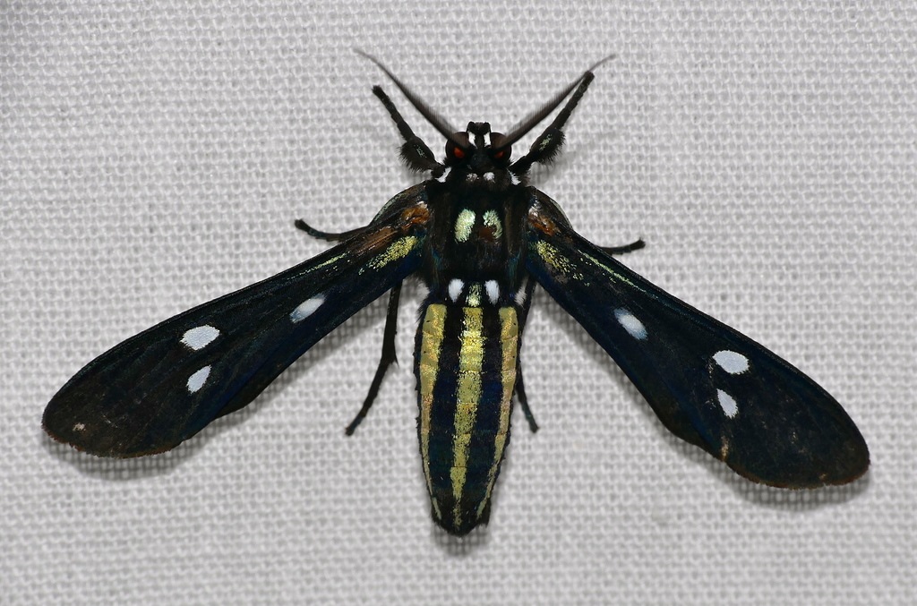Calonotos aequimaculatus