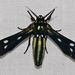 Calonotos aequimaculatus - Photo (c) Bernard DUPONT，保留部份權利CC BY-SA