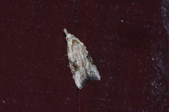 Peragrarchis syncolleta