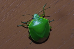 Glaucias subpunctatus