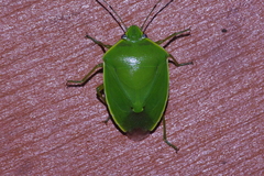 Glaucias subpunctatus