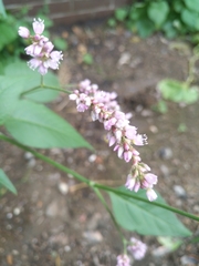 Persicaria