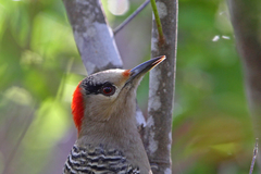Melanerpes superciliaris blakei