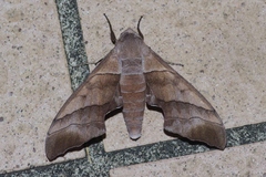 Polyptychus chinensis