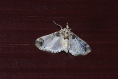 Analyta apicalis