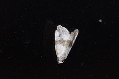 Maliattha signifera