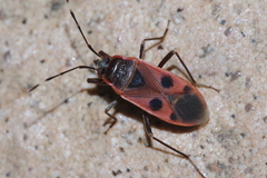 Physopelta parviceps