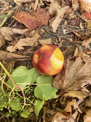 Prunus persica nucipersica