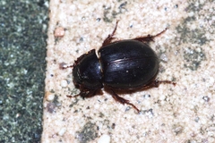 Phaeochrous emarginatus