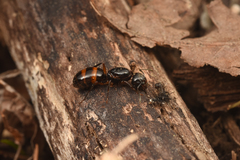 Camponotus nipponensis