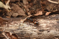 Camponotus nipponensis