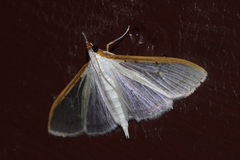 Palpita nigropunctalis