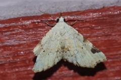 Prolophota trigonifera