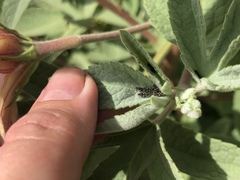 Oxycarenus luctuosus