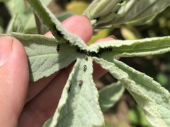 Oxycarenus luctuosus