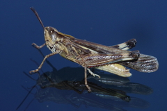 Aiolopus thalassinus tamulus