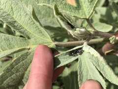 Oxycarenus luctuosus