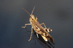 Aiolopus thalassinus tamulus