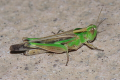 Aiolopus thalassinus tamulus