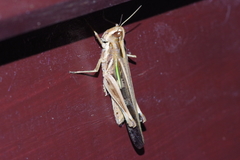 Aiolopus thalassinus tamulus