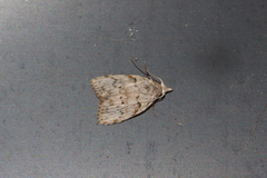Nola thyrophora