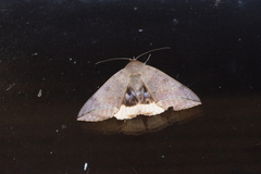 Thyas juno