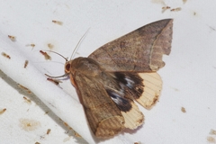 Thyas juno