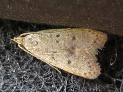 Brachmia modicella