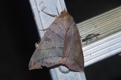 Thyas juno